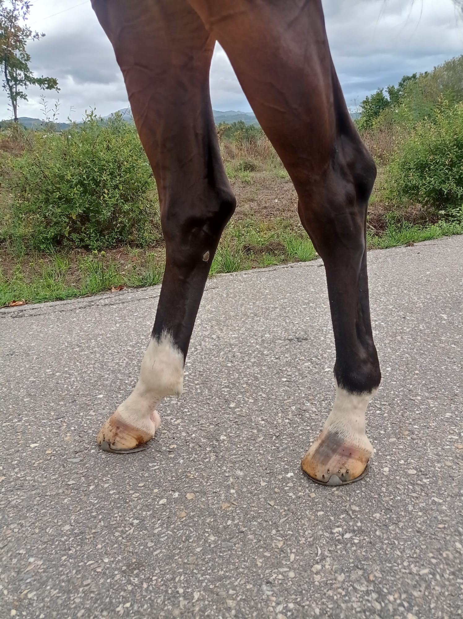 horse